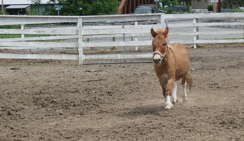 Little Donkey Photograph