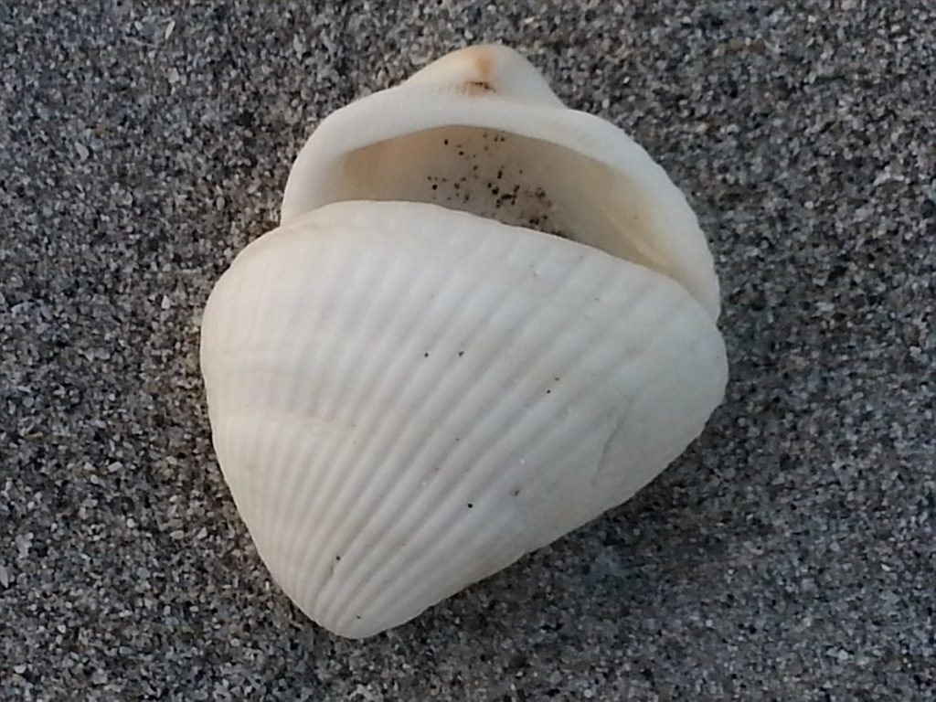 On the BeaOn the Beach at Sanibel Island, FLch at Sanibel Island, FL