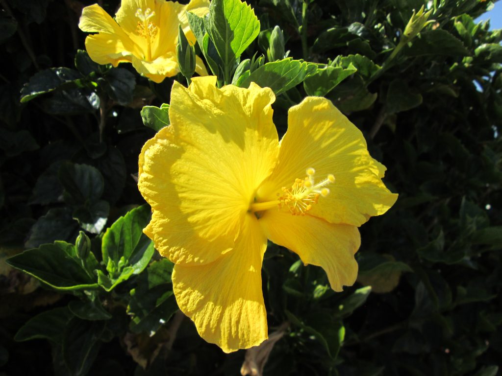 Yellow hibiscus at Fishermen's Village, Marina Del Rey, near Los Angeles