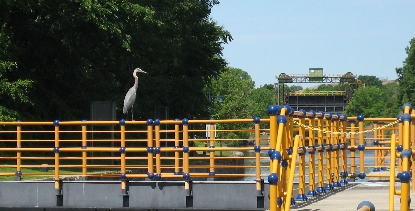 Heron at the Lock