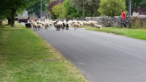 Sheep on the run in Biggin, Derbyshire