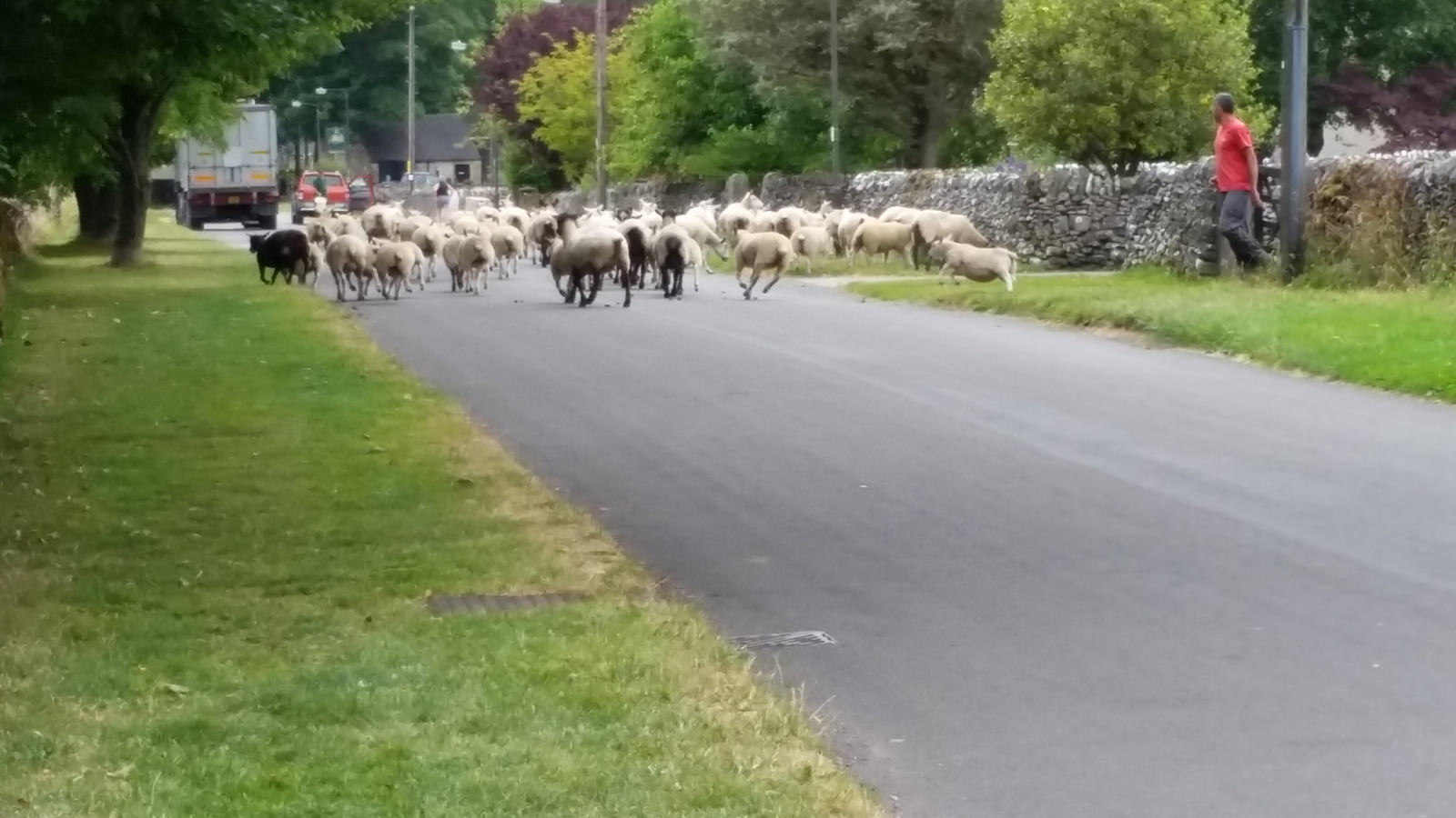 Sheep on the Run
