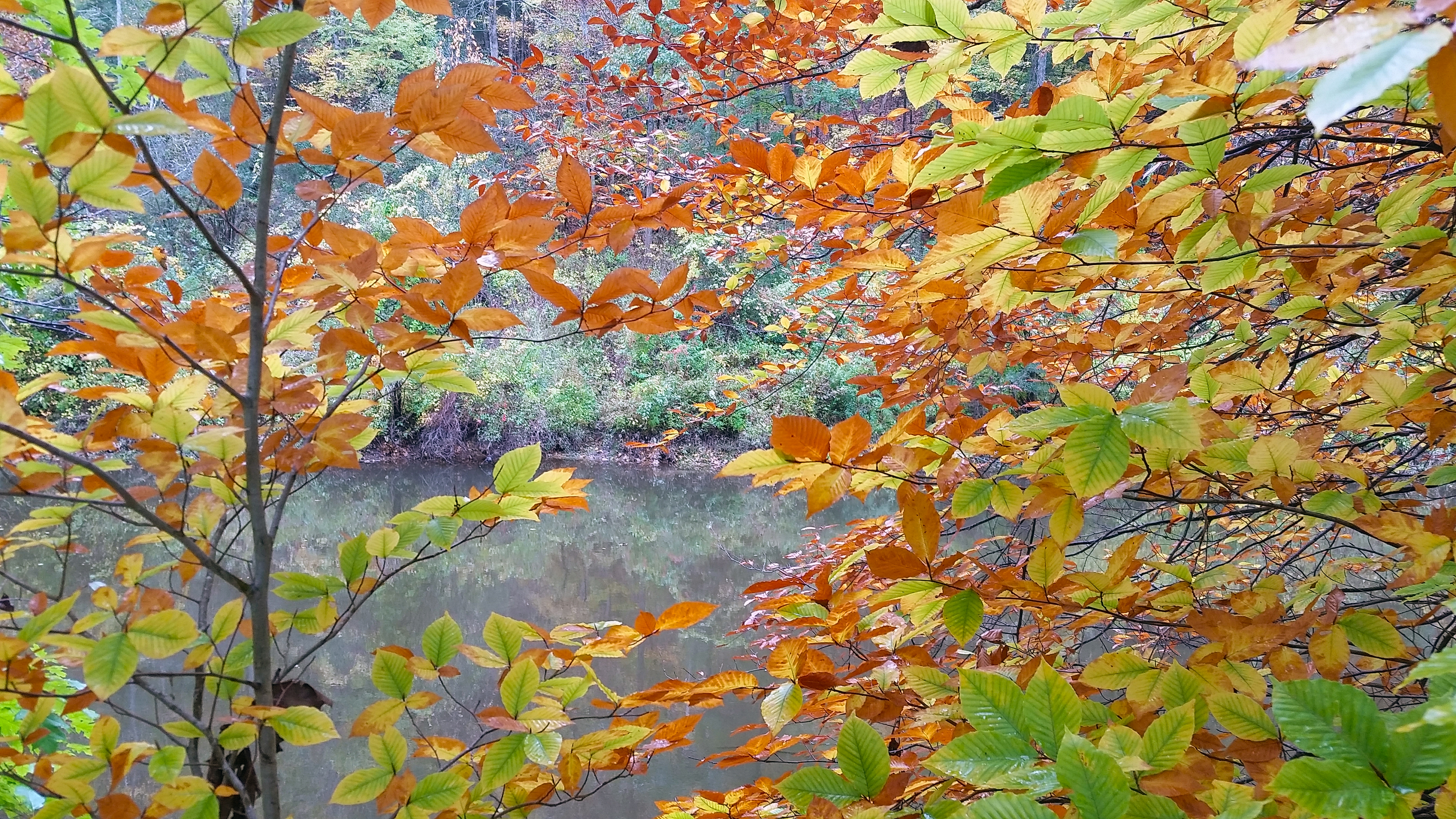 Autumn Along the Normanskill in Tawasentha