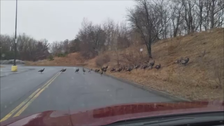 Turkey Flock at the Mall