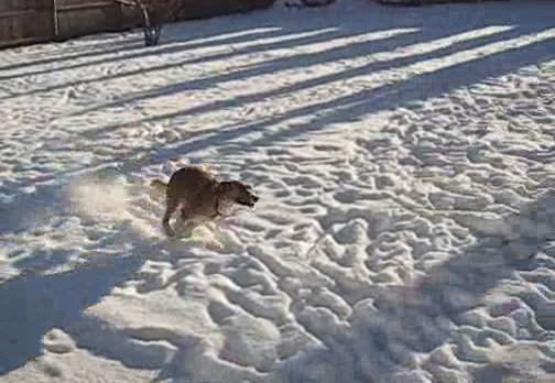 Annaleigh runs in the snow