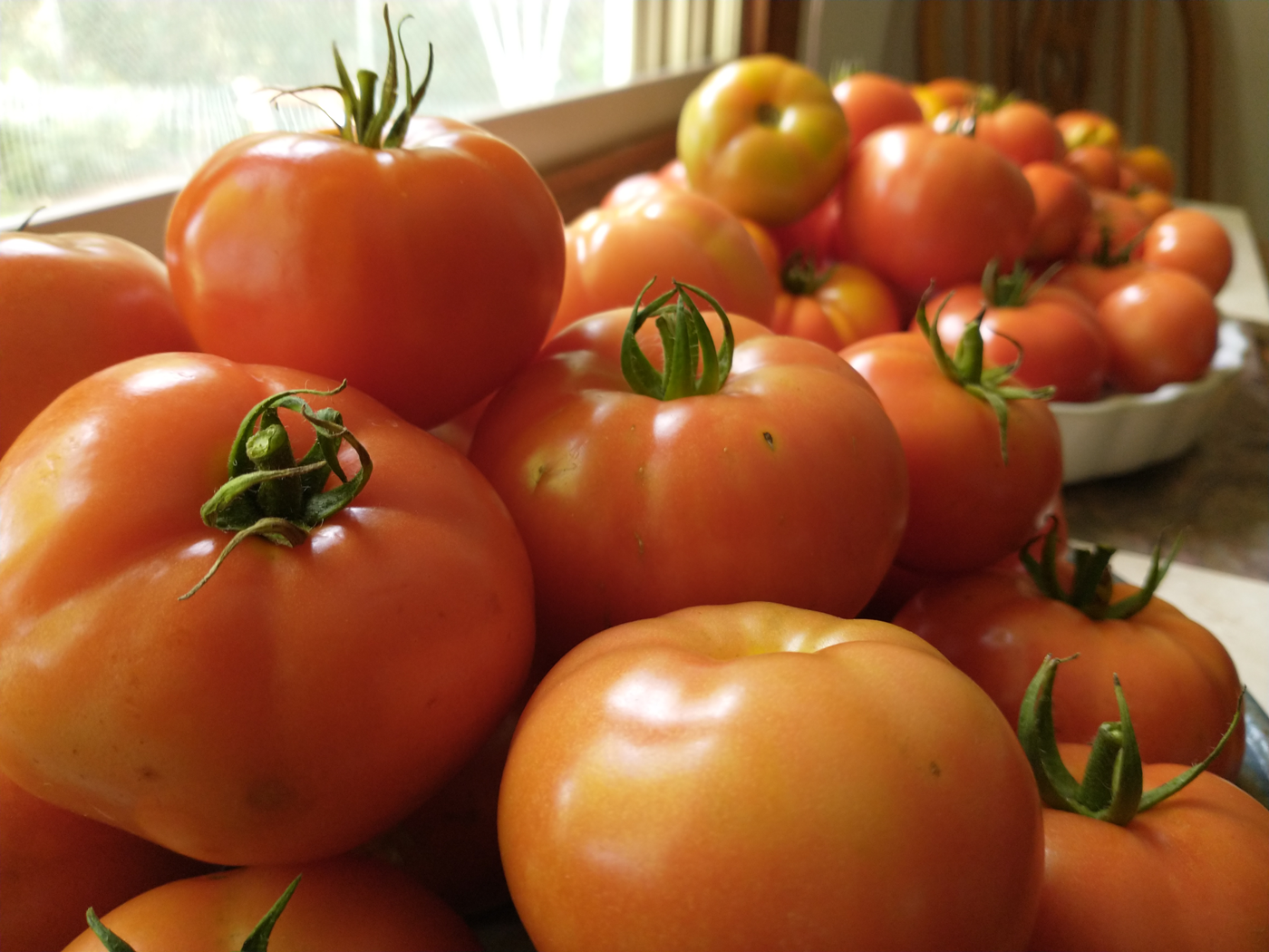 Tomatoes on the window sill