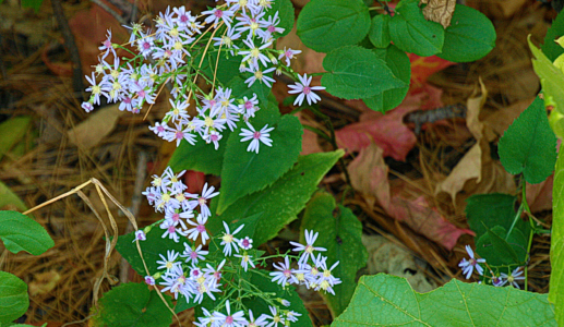 Delicate Little Flowers