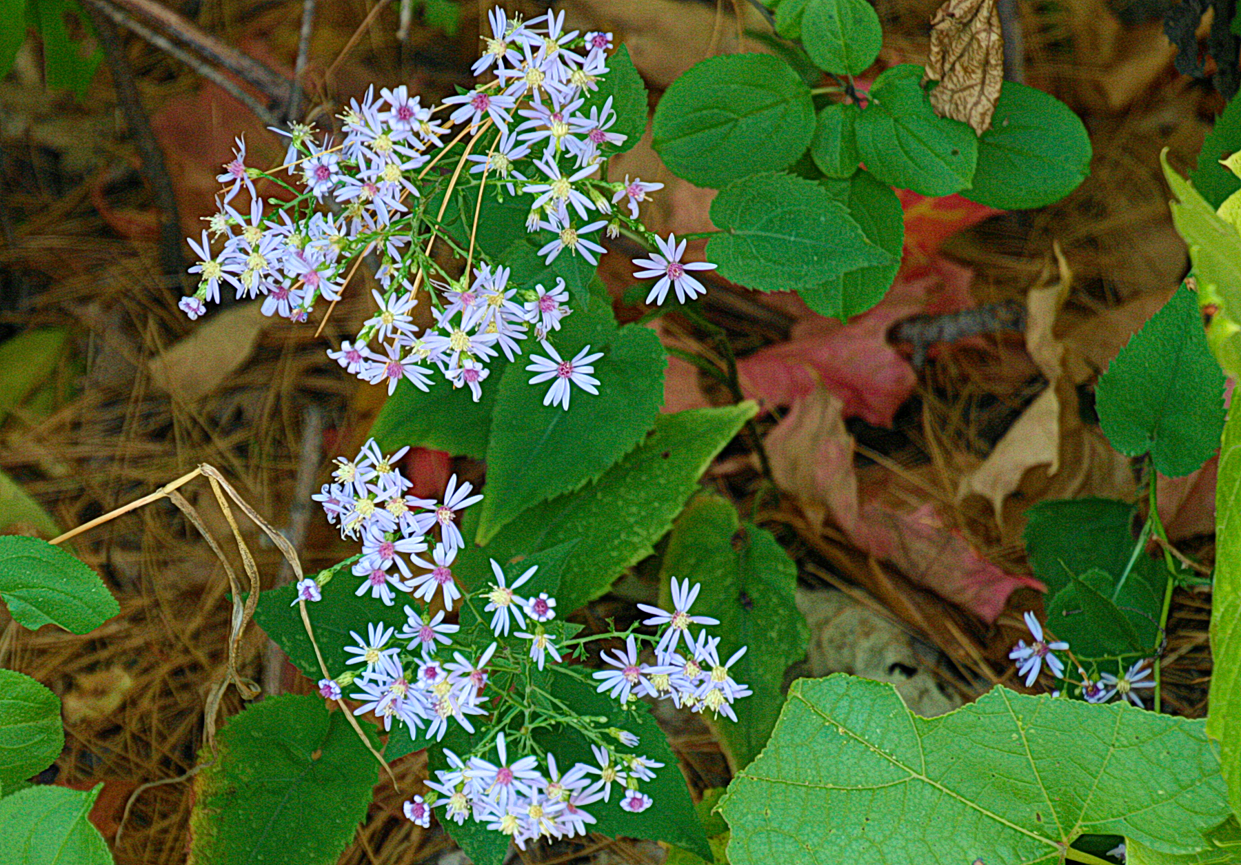 Delicate Little Flowers