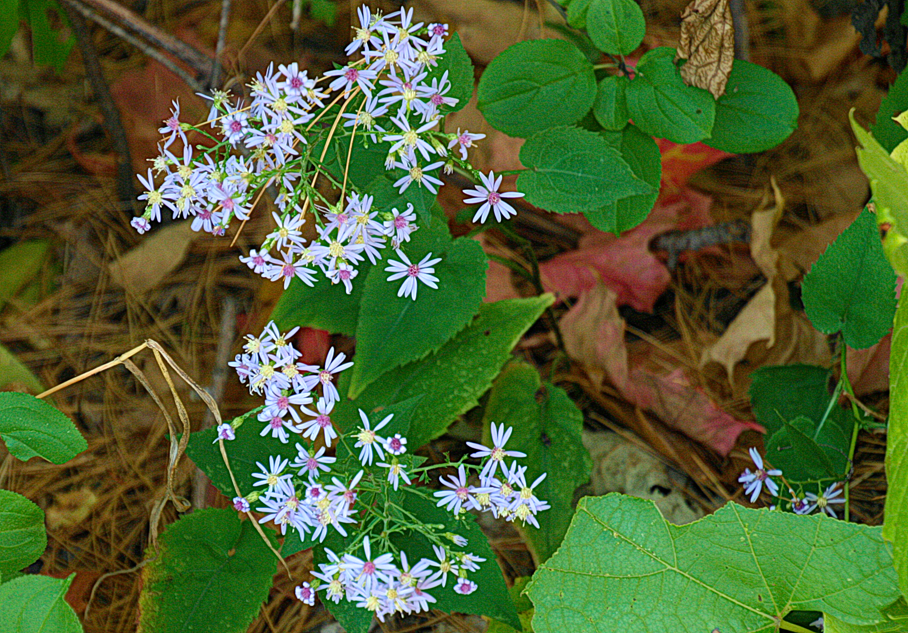 Delicate little flowers