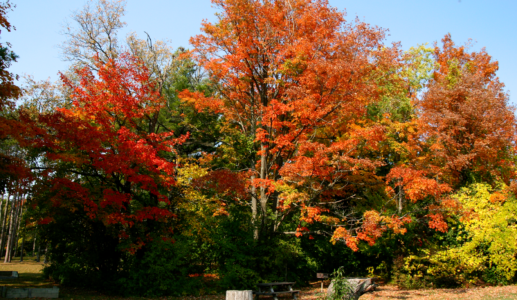 Striking Autumn Colors