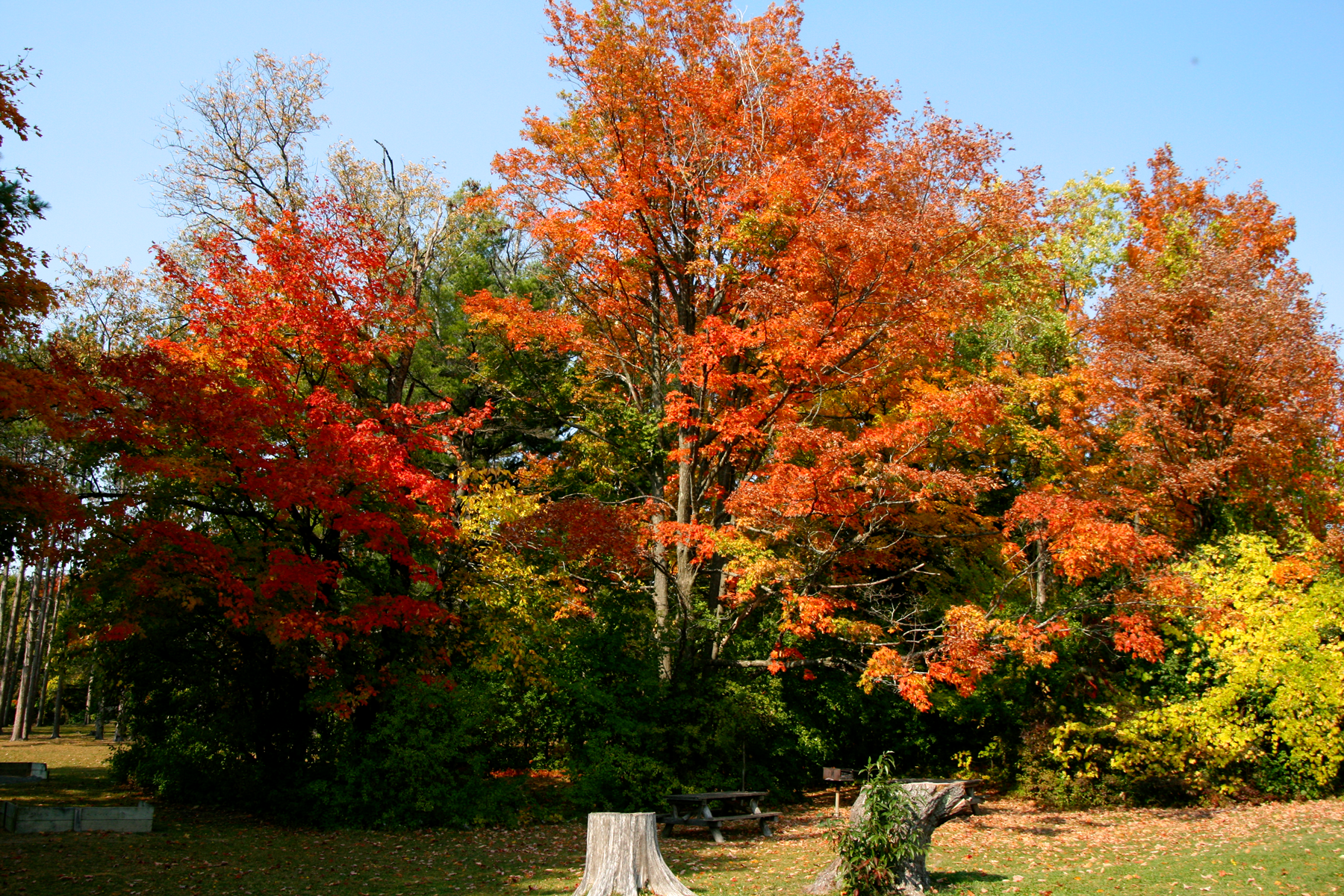  The one thing about autumn in Upstate New York that is worth knowing is that the colors are truly striking. This grouping is at Thacher State Park outside of Albany.