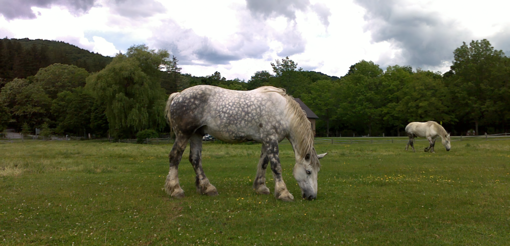 Vermont Draft Horse