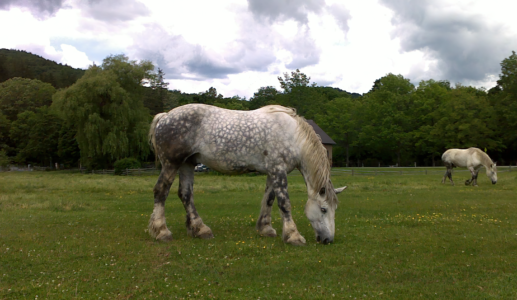 Draft Horse in Vermont