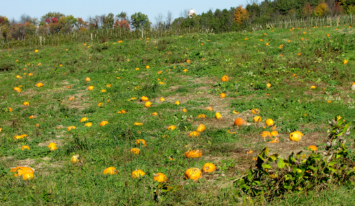 Past of the Pumpkins