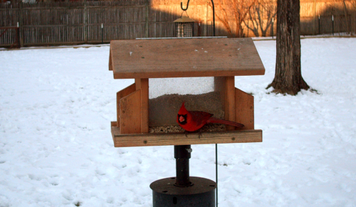 Cardinal In Winter