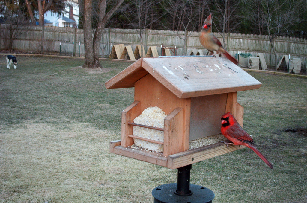 Two birds and one dog