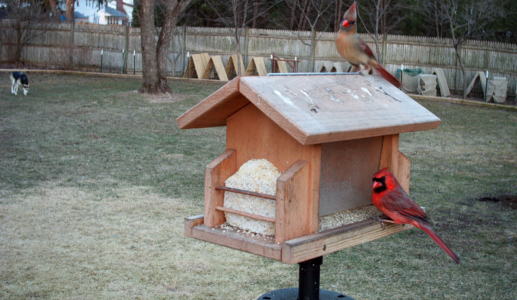 Mr. & Mrs. Cardinal On the Feeder