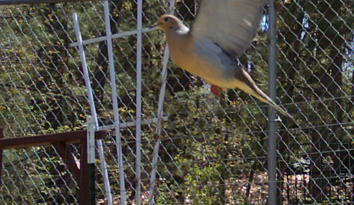 Dove In flight