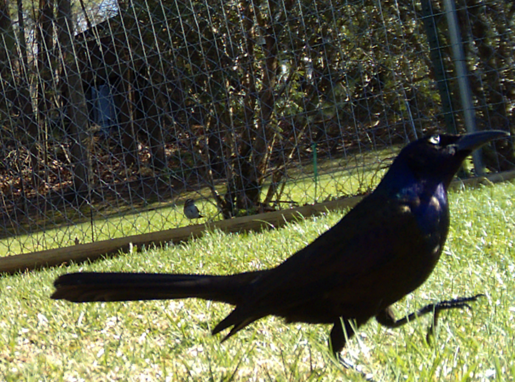 Grackle marches along