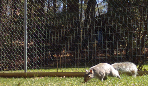 Squirrel on the ground cam