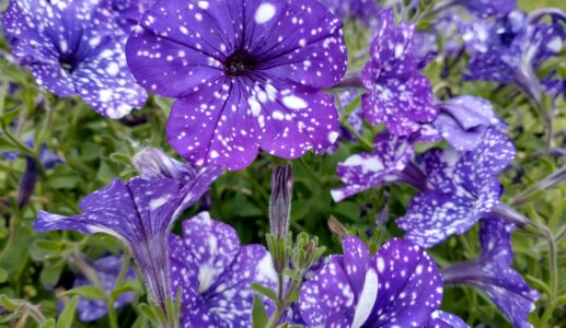 Purple & White Flowers