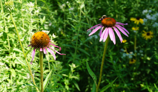 Bugs on Flowers