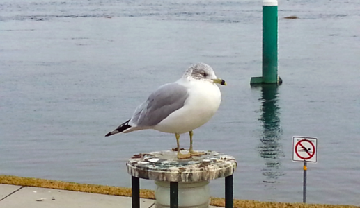 Seagull On the Columbia
