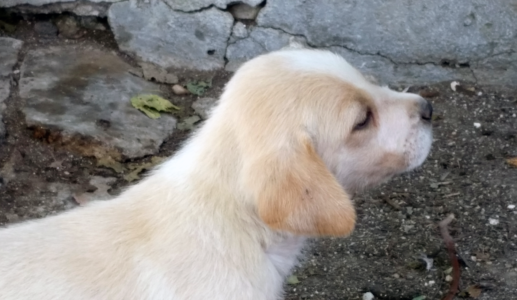 Sicilian Puppy