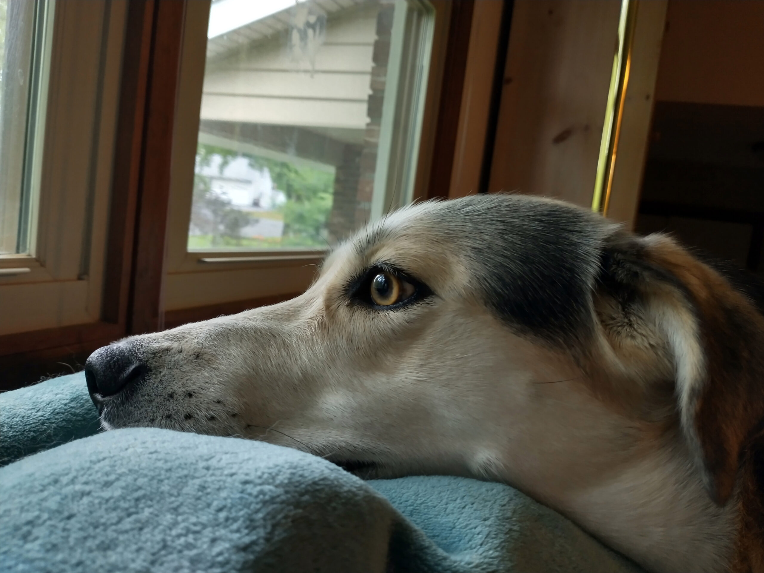 Sasha looking out the window