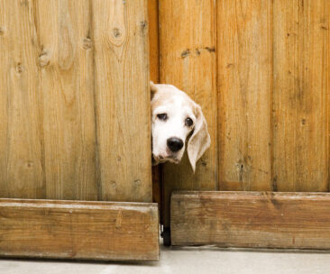 This is Moosie the dog. He was a great pal of ours. Moosie lived in Los Angeles. Here we see him checking out visitors.