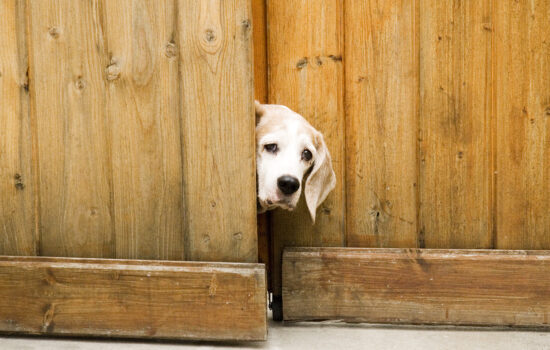 This is Moosie the dog. He was a great pal of ours. Moosie lived in Los Angeles. Here we see him checking out visitors.