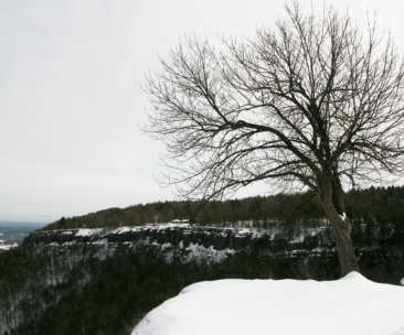 View from the Thacher State Park overlook featuring a bare tree and looking to the east
