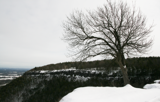 View from the Thacher State Park overlook featuring a bare tree and looking to the east