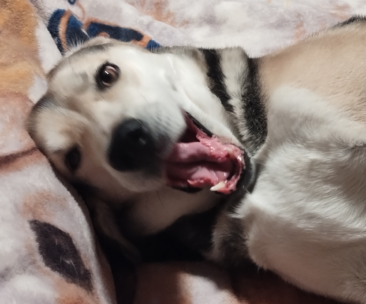 Sasha in the morning. Sasha is happy to greet the day.