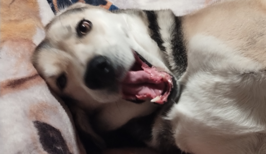 Sasha In The Morning