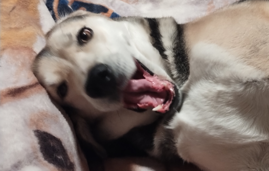 Sasha in the morning. Sasha is happy to greet the day.