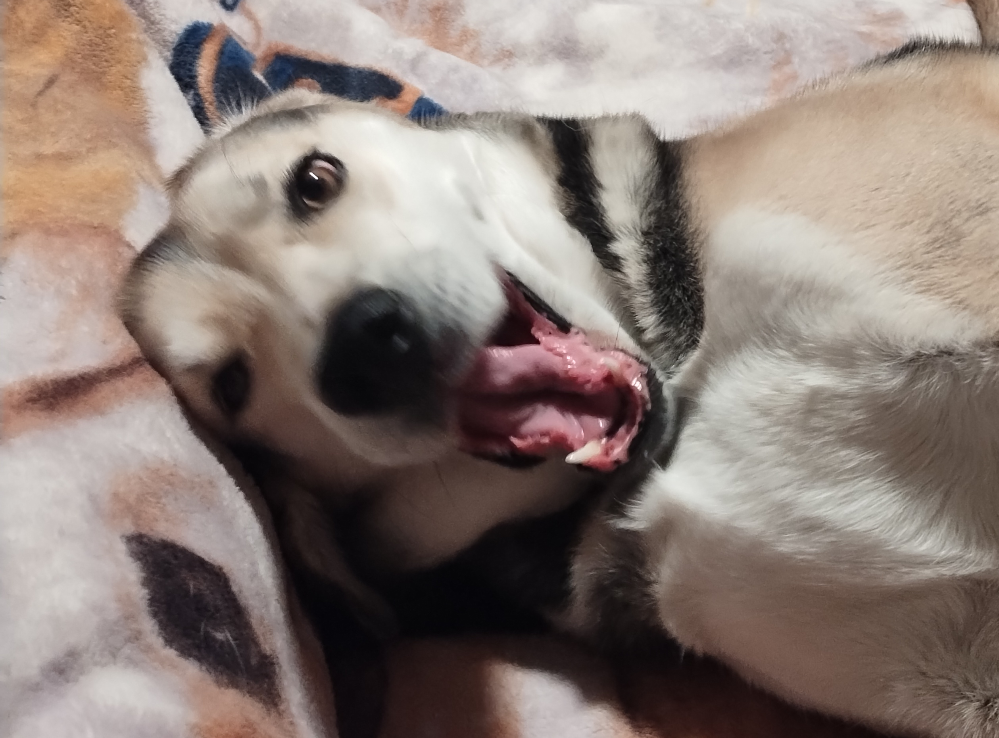 Sasha In The Morning